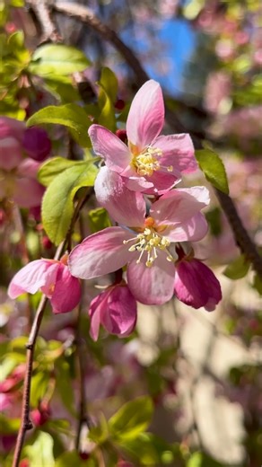 🌸 Bloom Alert 🌸 Malus 'Louisa' weeping crabapple is on the southwestern corner of the Romantic Gardens. Peak bloom is expected during the next week. 🌸 The crabapples along Shady Lane still have a week or two until full bloom. 🌷Tulips in the Annuals Garden are blooming, however peak bloom is estimated within the next one or two weeks. We will send a final bloom alert when it’s go time! ⚠️ Mon, April 14, we are closing early at 1 p.m. for a private event. | Denver Botanic Gardens