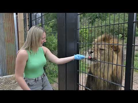 VIP Experiences at West Midlands Safari Park