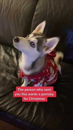 Adorable Pomsky Puppy Surprise for Christmas