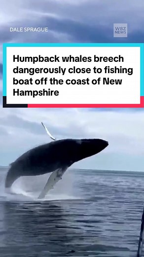 Humpback Whales Breaching Near Fishing Boat in New Hampshire