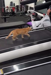 146K views · 2.8K reactions | ‍♂️ This cat’s fitness game is stronger than my New Year’s resolution! #Kitty #Treadmill #Cute #Adorable #Fitness | iChongqing | Facebook