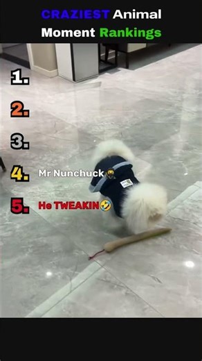 Animals Who Forgot The Manual At Home