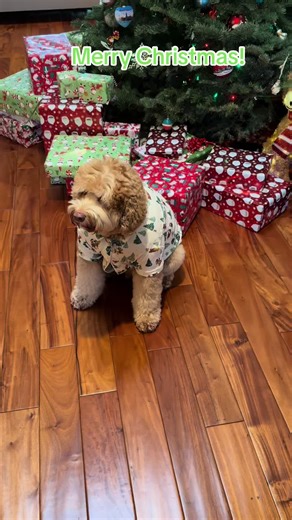 Merry Christmas to all except the evil squirrels. #doodle #merrychristmas #labradoodle #squirrelhunter