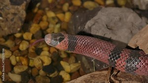 milk snake flicking tongue on top of water with reflection slomo