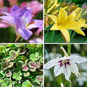 Amazing Deal - Complete Spring & Summer 100 Bulbs - Garden Party Flower Bulb Collection - Beautiful Sun Loving Flowers with Large Corolful Blooms - Variety Colors - Butterflies, Bees & Hummingbirds