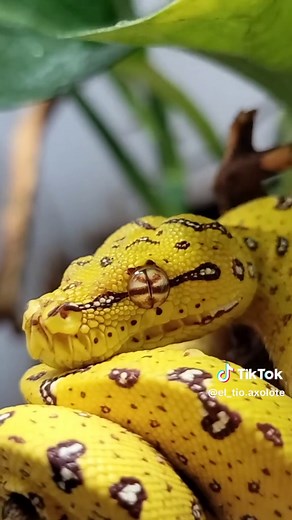 Descubre la Morelia viridis: la serpiente impresionante