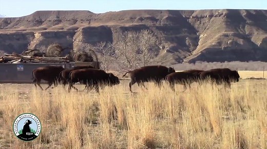 HUGE win for wildlife: Bison return home today to the Wind River Reservation after a 131-year absence! Thank you for joining our work to restore this iconic species to its rightful home. Learn more about this historic day: http://bit.ly/2eiXC2y | National Wildlife Federation