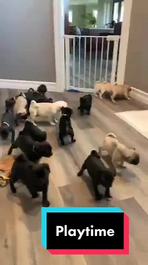 Pug play time! #pug #pugpuppies #dogsoftiktok #puppy