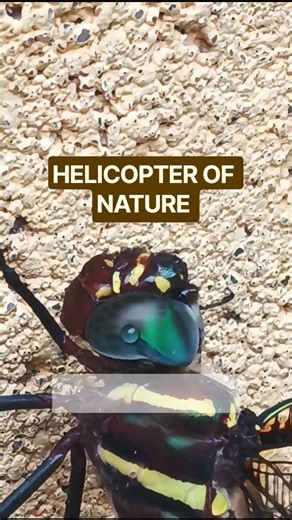 I Found This Beautiful Dragonfly Just Sitting. "The Helicopter Of Nature"