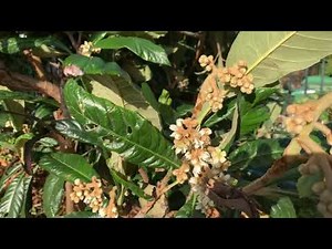 Autumn tour of tropical fruit trees in London Uk 🇬🇧