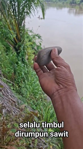 Penunggu sawit kecil.