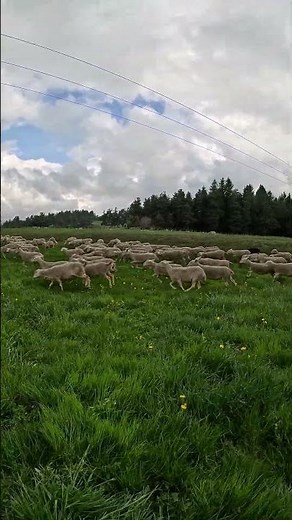 Mise à l'herbe 2025 pour une partie du troupeau 🥰 #sheep #grass #farm #brebis #herbe #quad