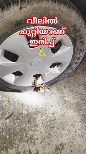 Now you should look at these things when you get into the car 🐍| Snake babies in car parking area...