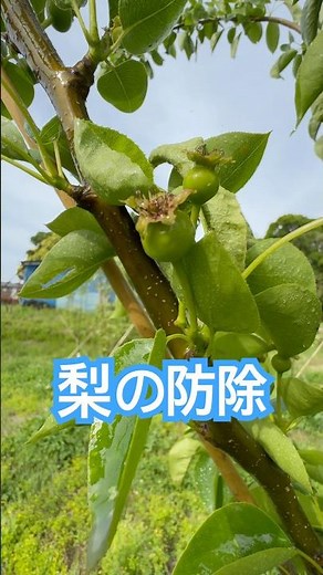 梨の防除 #チオノック #サイアノクス #ひので農園 #gh716型 #防毒マスク
