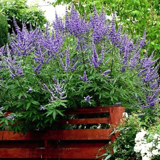 Vitex "Chaste" Tree, Gorgeous Purple Blooms!