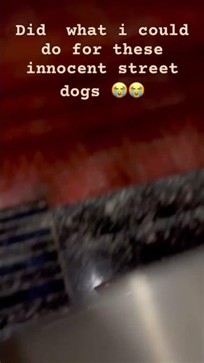 Saving Street Dogs in Storm 🐶🌧️ | Humanity Still Exists ❤️ #shorts