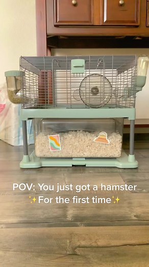 Exciting First Time Hamster Ownership Experience