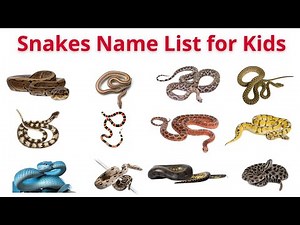 Snakes for Kids | Learn Snake Names and Types with Real Images | Animal Learning Video for Children