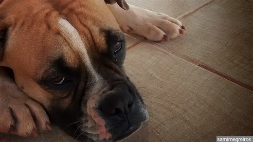 Dog poop DNA aims to track down lazy owners