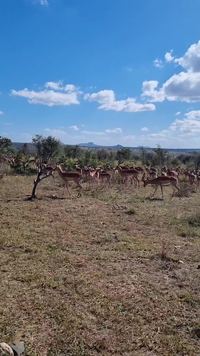 8K views · 174 reactions | Impala is the biggest meat supplier to the predators of the African Bush Kingdom #safari #bush #animal #wildanimals #wild #naturelover #travel #AmaZing #lionking #lions | African Bush Kingdom | Facebook