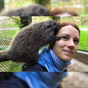 1.5M views · 2.2K reactions | From a cat who hates kisses to a surfing doggo... Enjoy the Best Pets of the Week! | Try Not to Laugh | Facebook