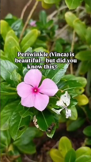 Periwinkle Benefits You Should Know 🌿
