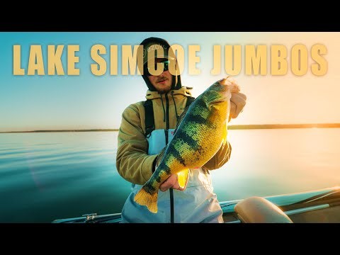 LAKE SIMCOE PERCH FISHING