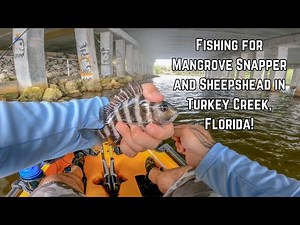 Mangrove Snapper and Sheepshead Fishing in Turkey Creek, Florida!