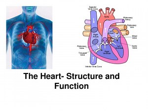 The Heart- Structure and Function - SlideServe