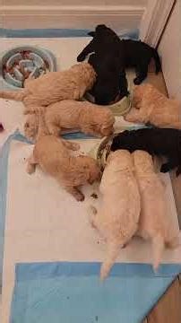 Goldendoodle puppies