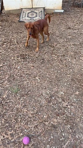 rusty and jr (@rustyandjr)’s videos with original sound - rusty and jr