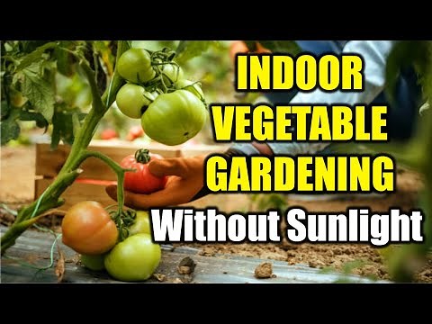 Mastering Indoor Vegetable Gardening: Cultivating Without Natural Sunlight
