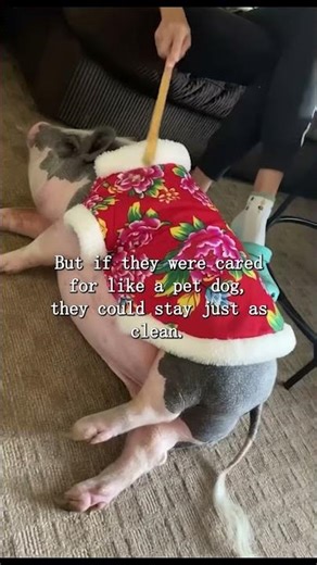 Pigs Smarter Than Dogs? Underrated Geniuses Comparable to Apes!