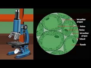 Plant and Animal Tissues - MeitY OLabs