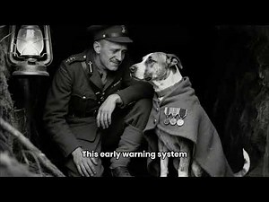 Sergeant Stubby: The Stray Dog That Became a Decorated War Hero