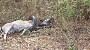 Krajta se nabodla na rohy své oběti - Novinky