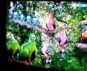 in the night garden