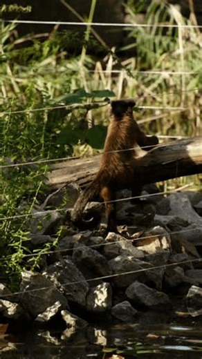 clip-3977416639-monkey-climbs-tree-inside-zoo-enclosure-surrounded