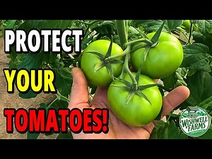 Top 5 Organic Pest Control Products (That Actually Work!)