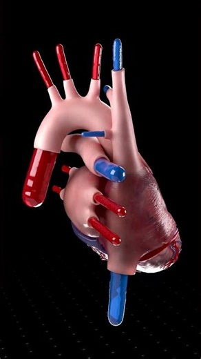 More Than a Pump: 3D Blood Flow Inside the Human Heart 🫀