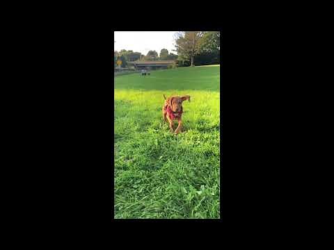 Vizsla Running | Dog Vlogs | Vizsla
