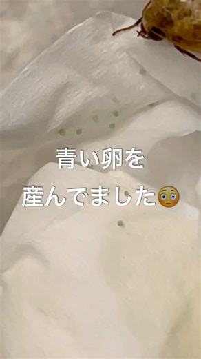本来の卵は黄色っぽい色なので何かしらの異常でしょうが食欲があるなら良しです（2025/10/18） #オオタバコガ （ぷくぷく）