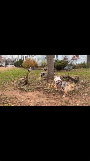 Playing chase! | Stones River Miniature American Shepherds