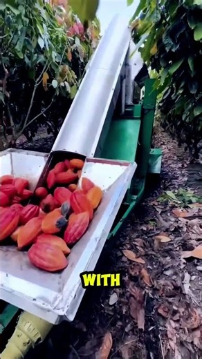 Harvesting Cacao Efficiently by using a Separator Machine