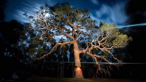 Sacred 350-year-old Indigenous tree cut down for Victorian highway upgrade, activists report