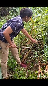 32K views · 535 reactions | Python #rescue #release #kottaykkakam #RRT | Roshni GS | Facebook