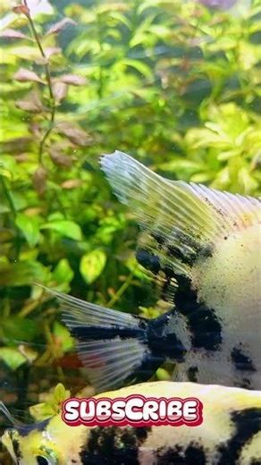 💧 Peaceful Water Sound From Natural Aquarium Setup