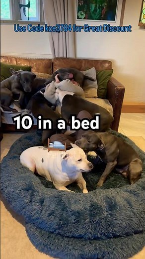 9 Dogs in One Bed 😂 The Ultimate Staffy Cuddle Test
