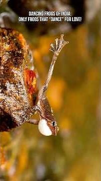 Dancing Frogs of India: Only Frogs That “Dance” for Love! #frog #animals #nature #facts