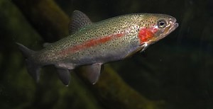 The Alarming Number Of Freshwater Fish In California Carrying Invasive Parasites, According To New Study